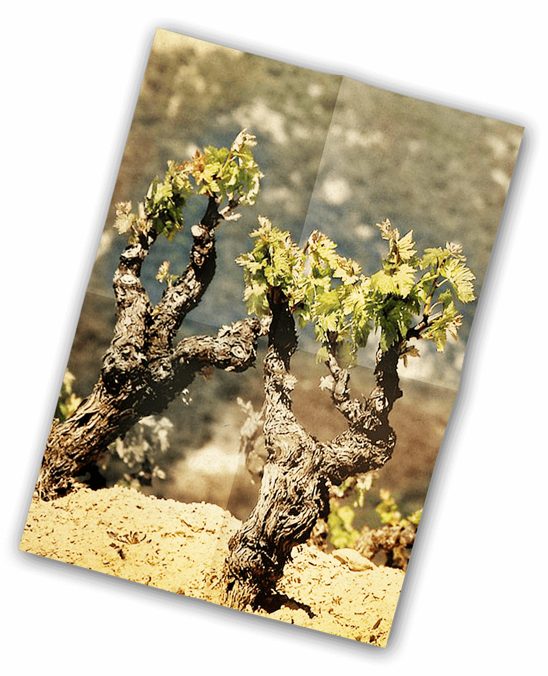 Vinification