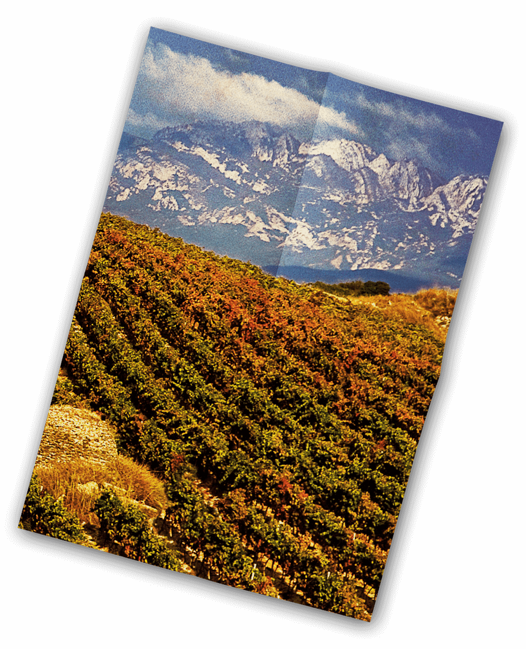 Vinification
