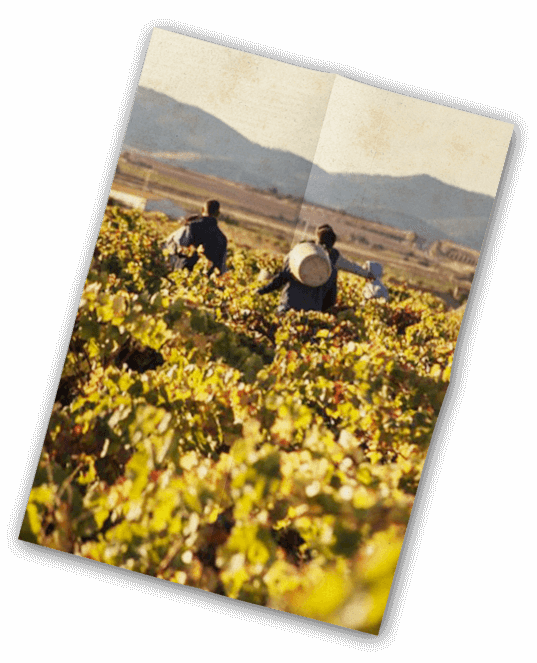 Vinification