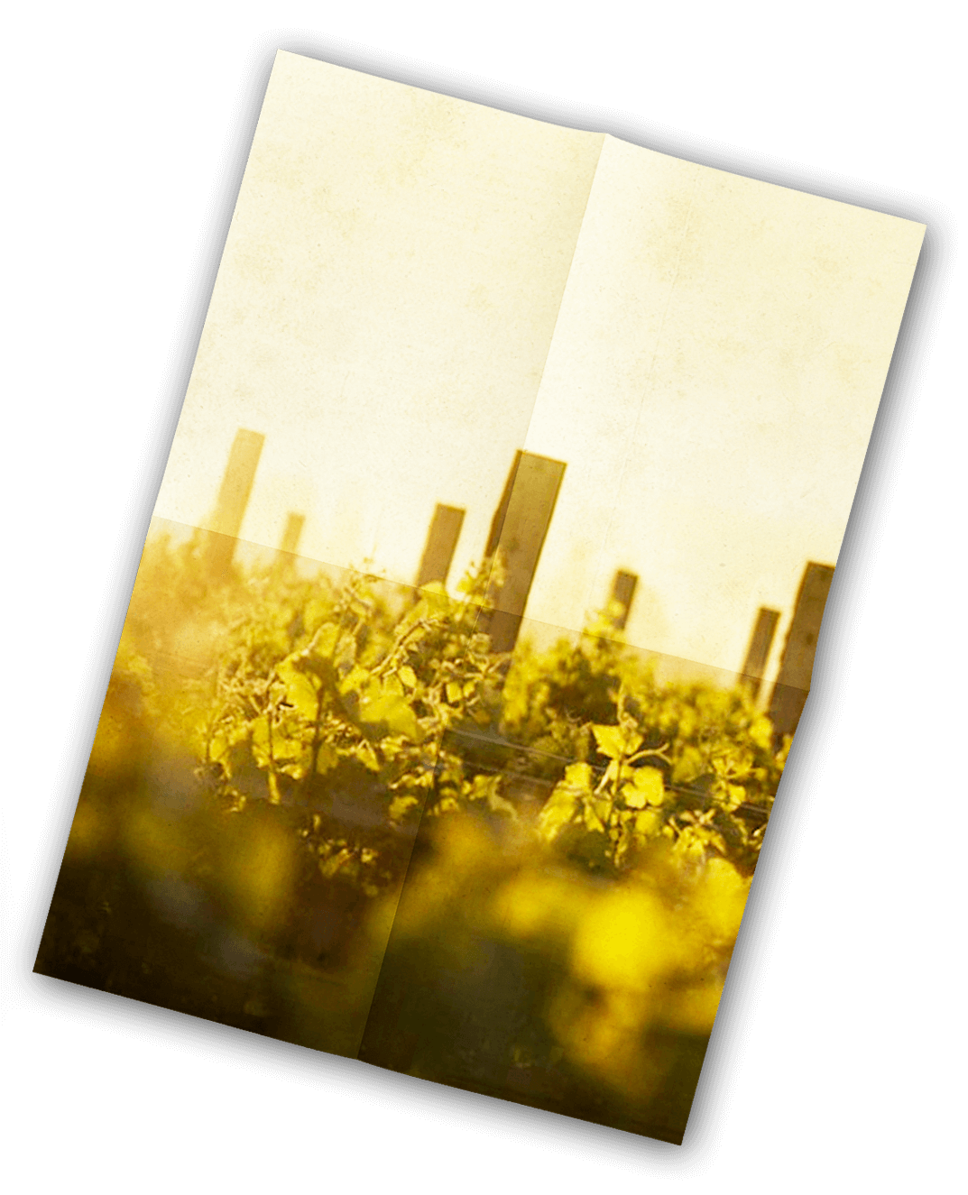 Vinification