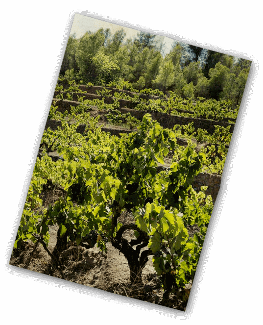 Vinification
