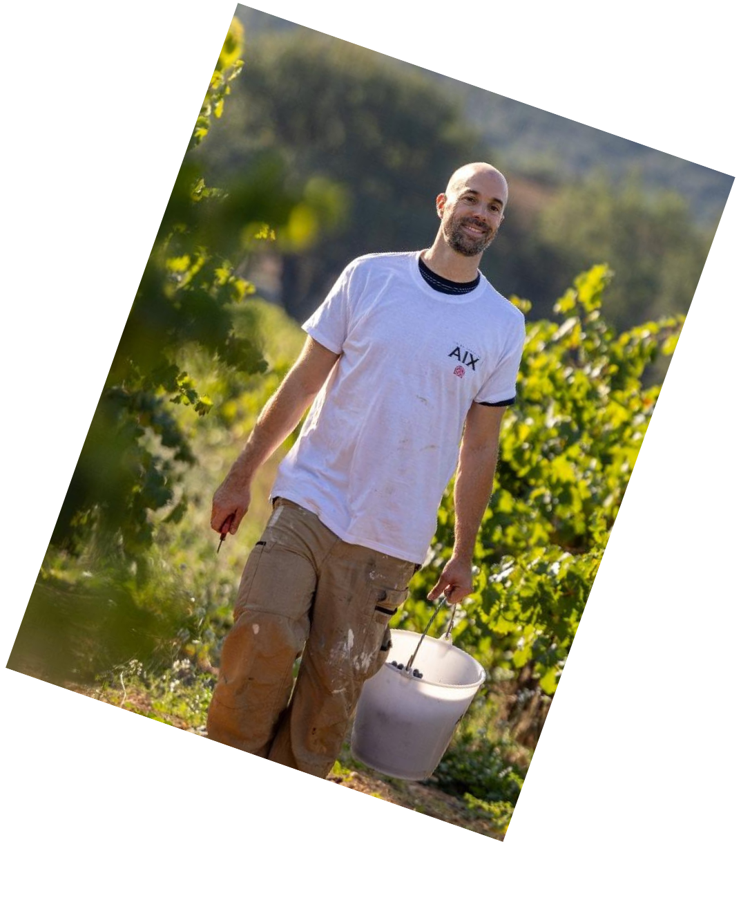 Vinification
