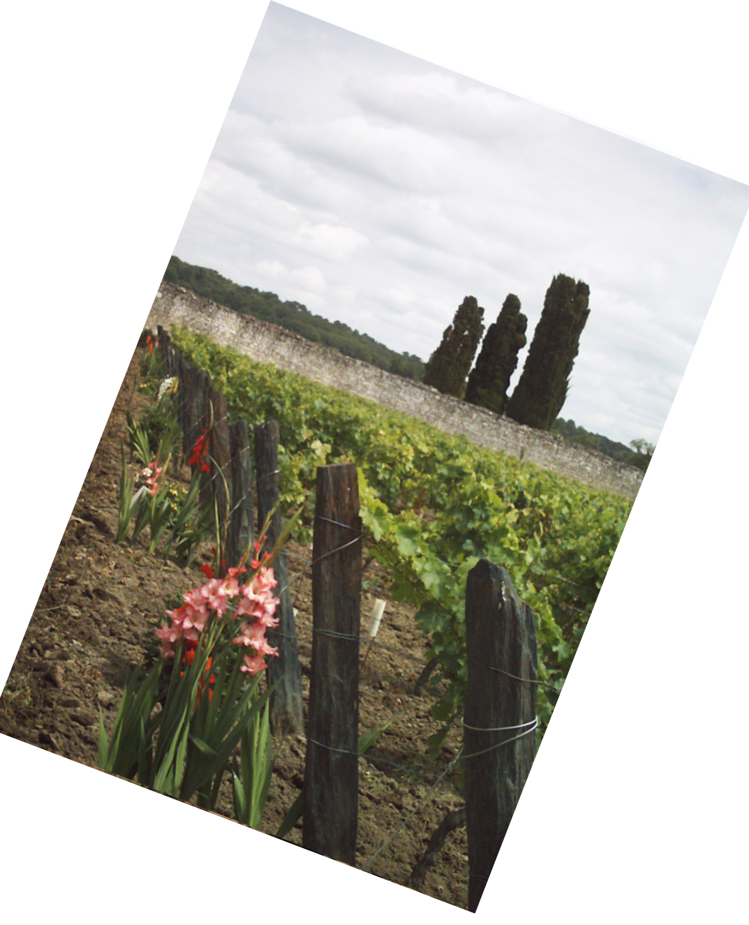 Vinification