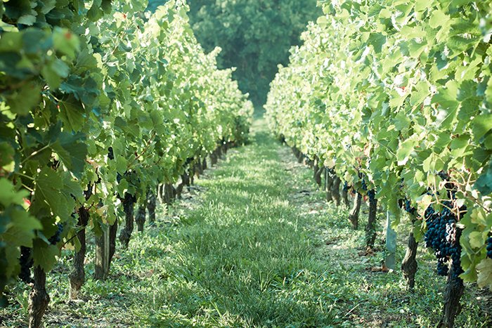 Vinification