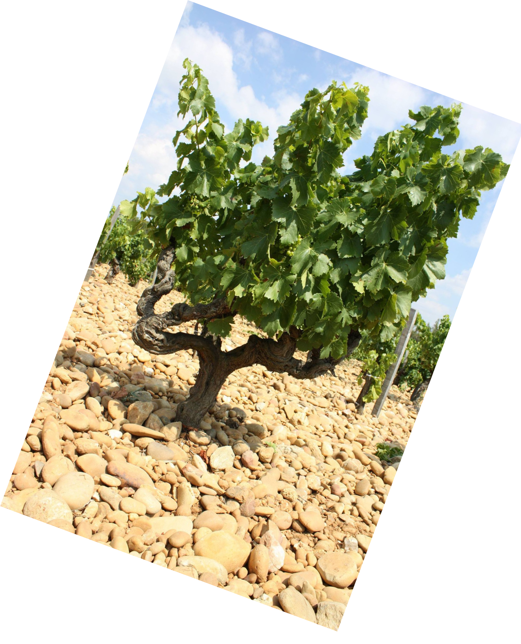 Vinification