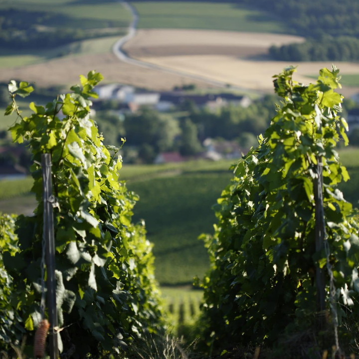 Drappier Grande Sendrée Millésimé - Champagne