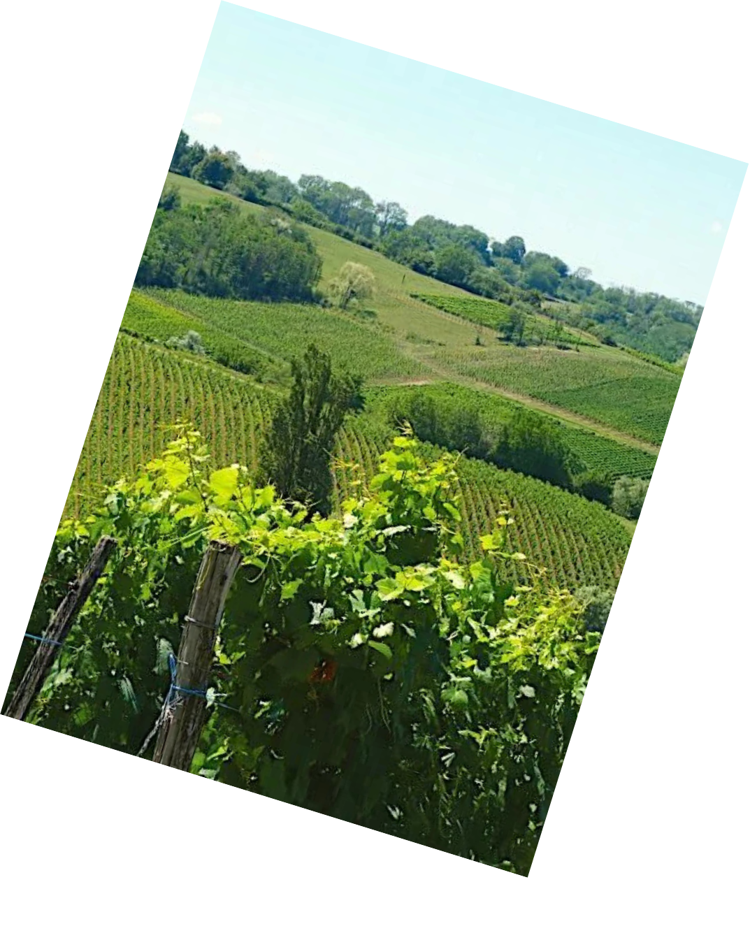 Vinification
