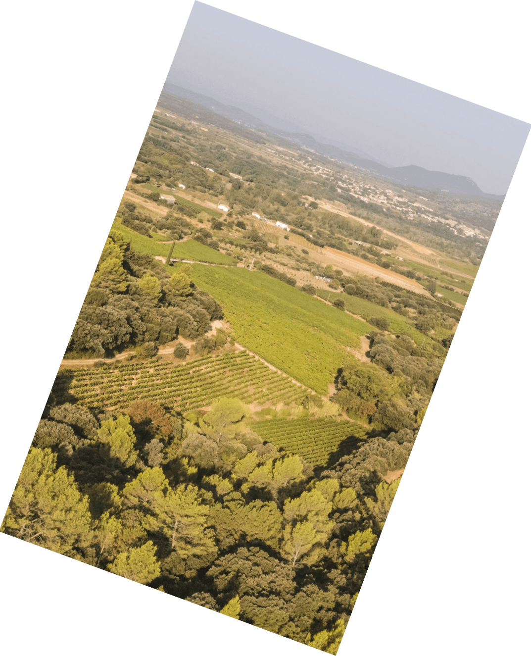 Les Pampres rouge - Languedoc Roussilon - Domaine Mas Laval