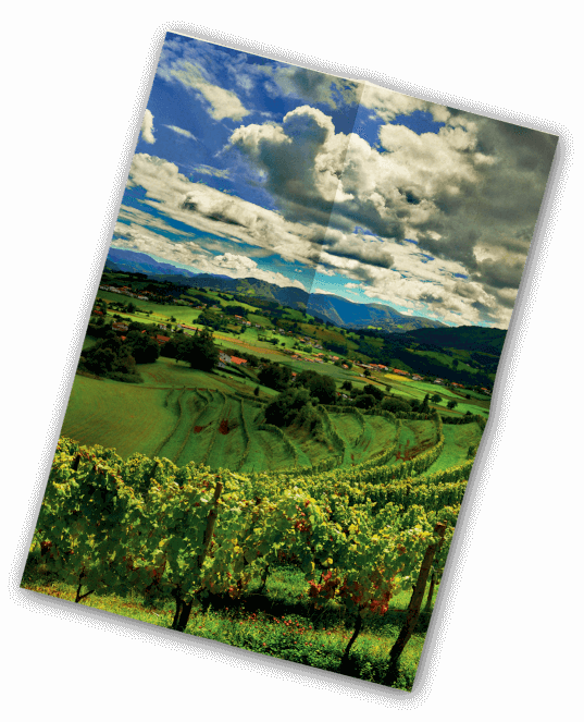 Vinification