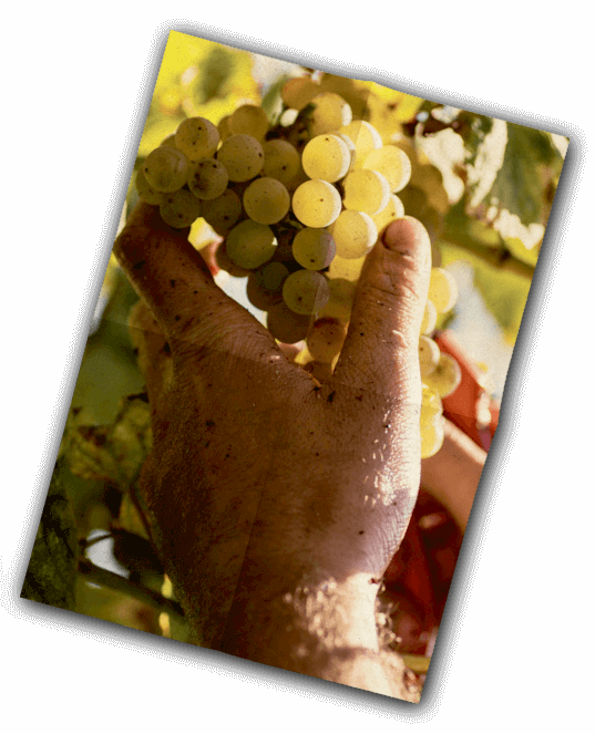 Vinification