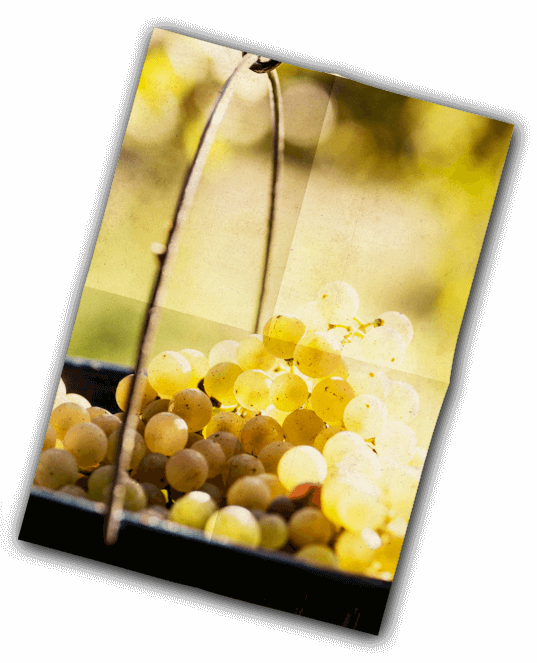 Vinification