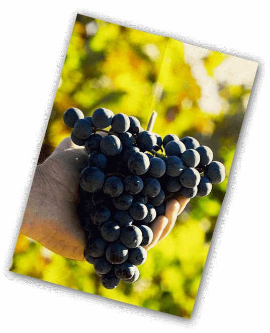 Vinification