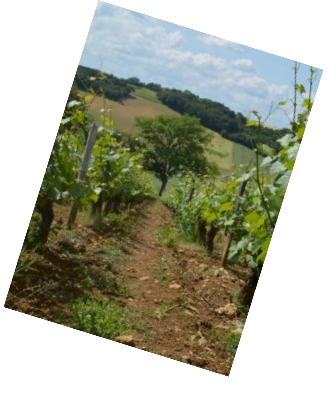 Vinification