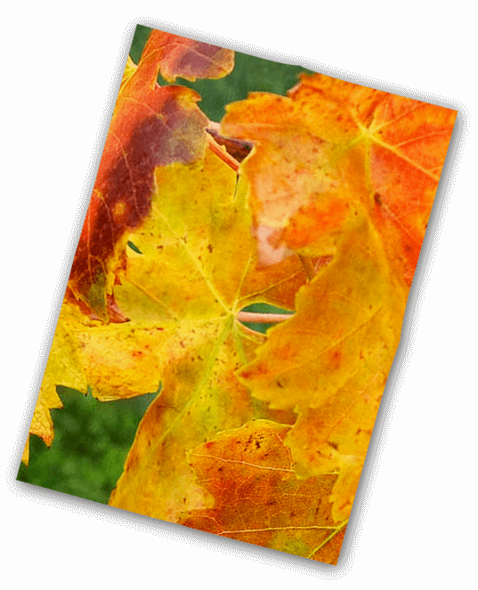 Vinification