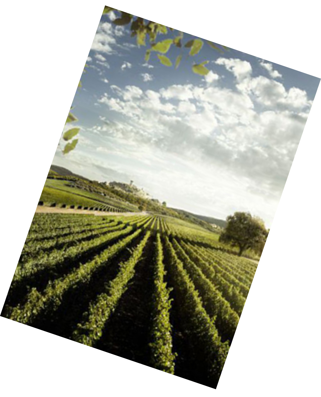 Vinification